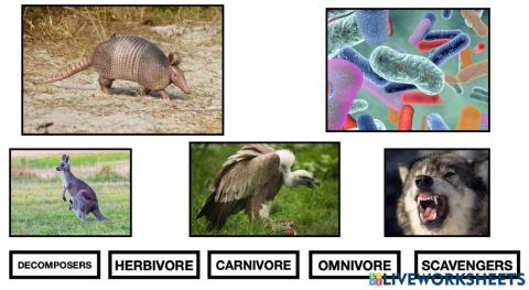 Carnivores, herbivores, omnivores, decomposers and scavengers