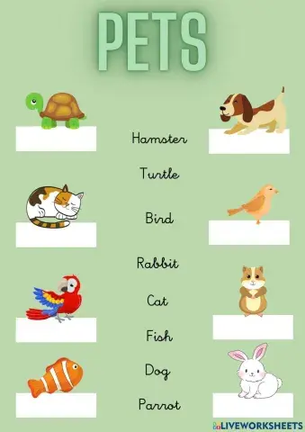 Pets