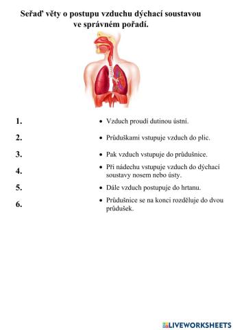 Dýchací soustava