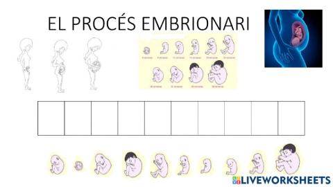 El procés embrionari