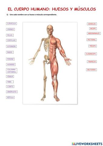 El cuerpo humano: Huesos y músculos