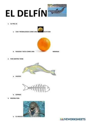El delfín