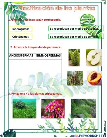 Clasificación de las plantas