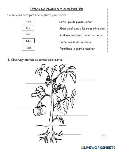 LAS PARTES DE LA PLANTA