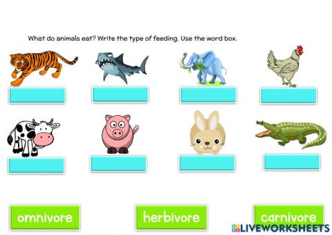 What do animals eat?