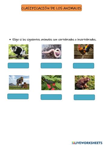 Clasificación de los animales