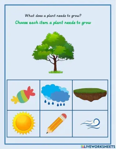 What does a plant needs to grow?