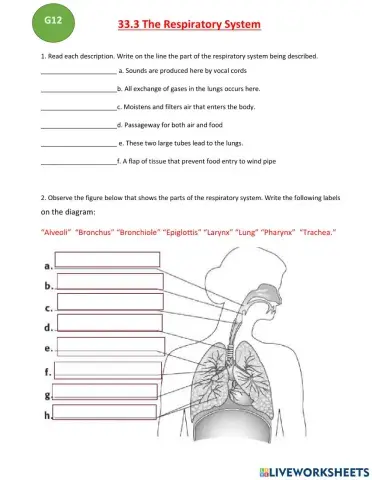 33.3  respiratory CW