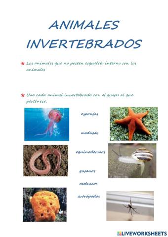 Animales invertebrados