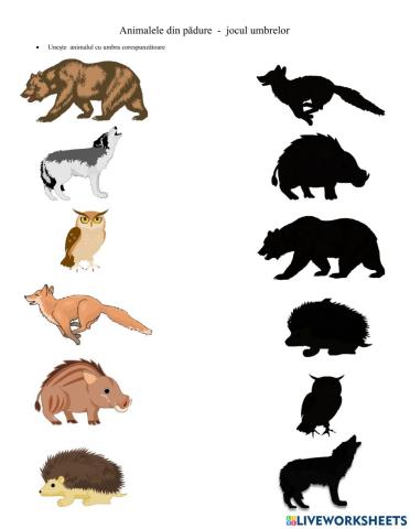 Animalele din pădure și umbra lor