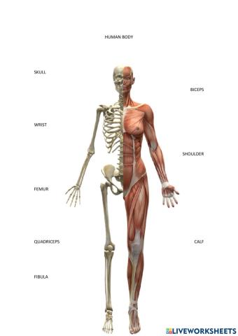 Human body