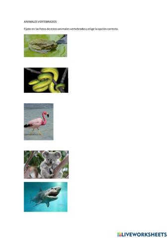 Animales vertebrados