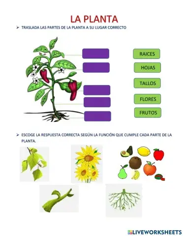 La planta sus partes y funciones