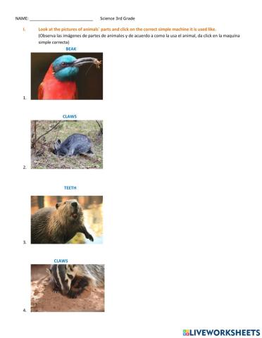 Animals- Parts As Tools