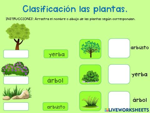 Clasificación de las plantas. 