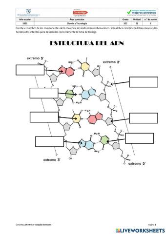 Estructura del adn