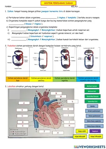 Sains T3: 3.2 Sistem Peredaran Darah