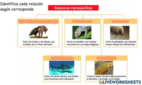 Relaciones interespecíficas