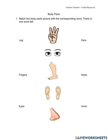 Body Parts - 2nd Grade