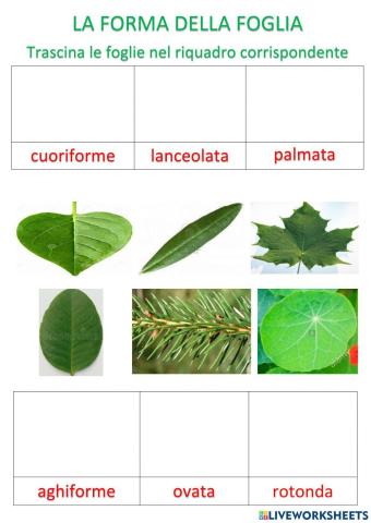 La forma e il margine delle foglie