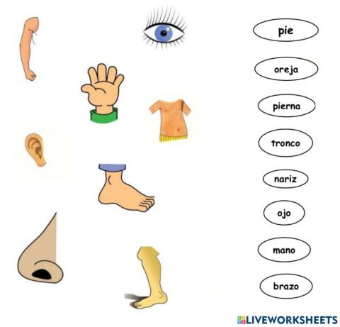 Partes del cuerpo