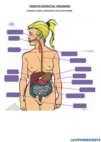 Digestio aparatua -  organoak