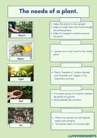 Plants and their needs.