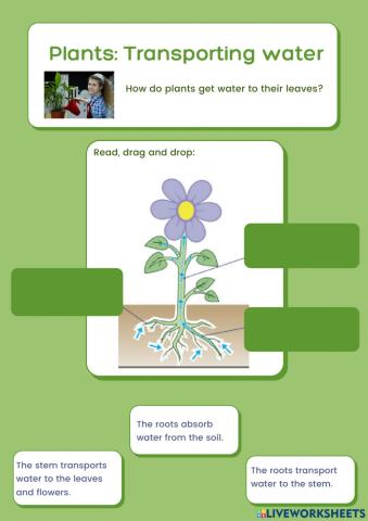 Plants: Transport water