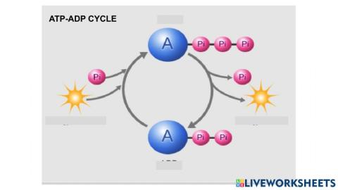 ATP-ADP Cycle