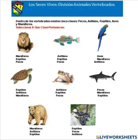 División Animales Vertebrados