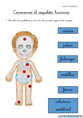 Conocemos el esqueleto humano