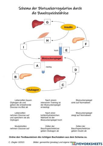 Blutzuckerregulation