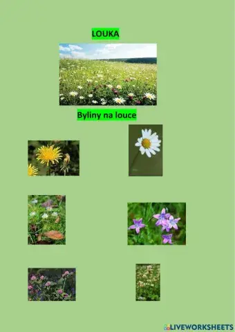 Ekosystém louka - ROSTLINY