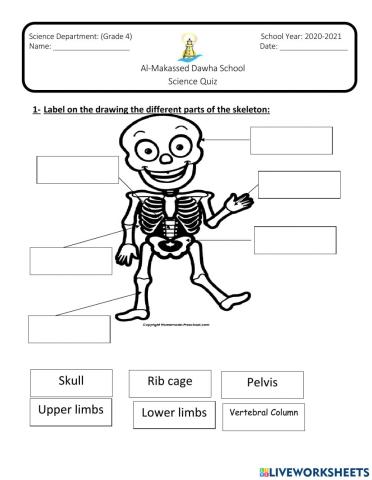 Skeletal System Quiz-