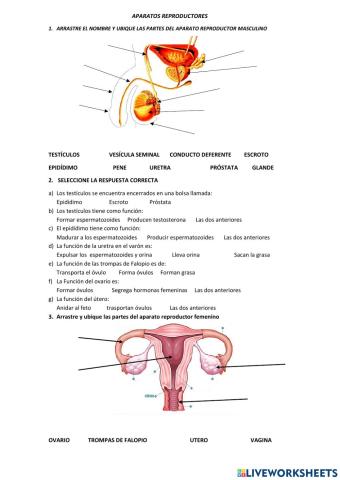 Aparatos reproductores