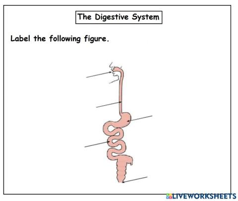The digestive system