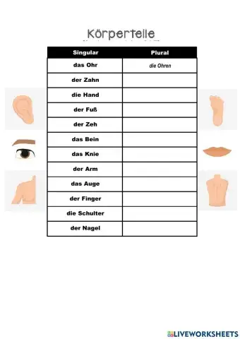 Körperteile - Singular - Plural
