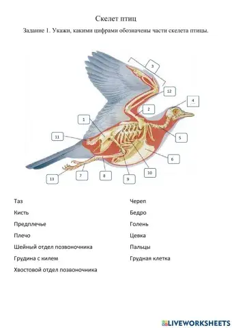 Скелет птиц