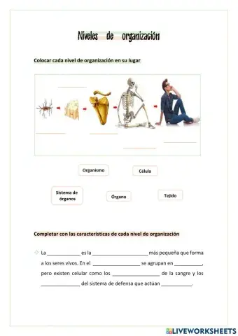 Niveles de organización del cuerpo humano