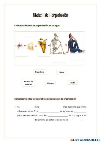 Niveles de organización del cuerpo humano