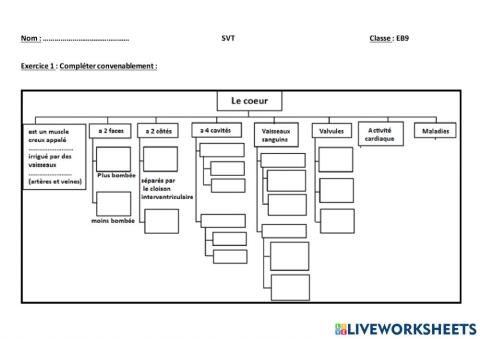 Schéma -bilan (Coeur)