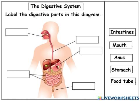 The Digestive System