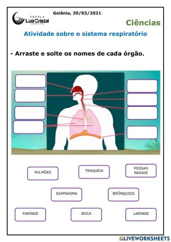 Ciências - Sistema respiratório