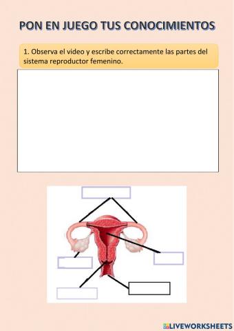 Partes del aparato reproductor femenino
