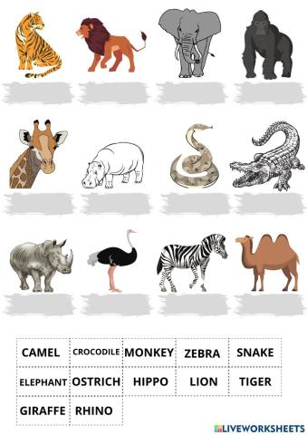 ZOO Animals