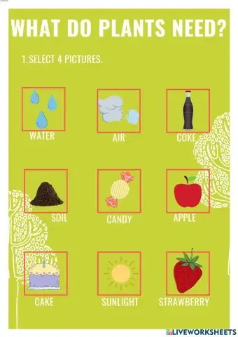 What do plants need?