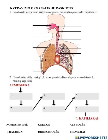 Kvėpavimo organai ir jų paskirtis