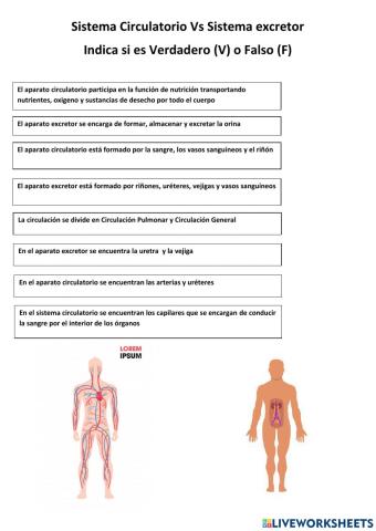 Sistema circulatorio Vs Sistema Excretor