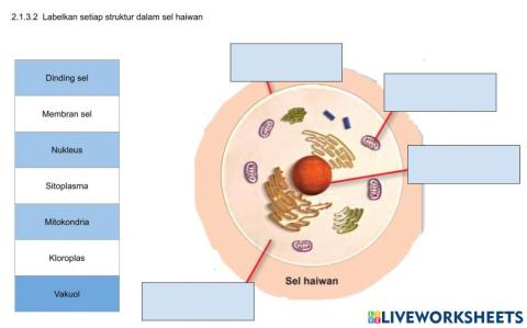 2.1.3.2  Labelkan setiap struktur dalam sel haiwan