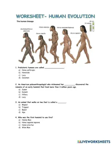 Human evolution